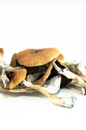 Köp Brazilian Mushroom i Sverige