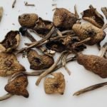 Köp Wavy Caps Mushroom i Sverige