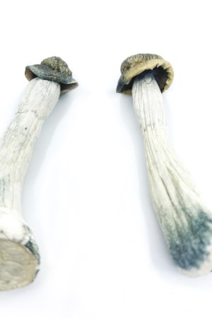 Köp Psilocybe Azurescens Mushroom i Sverige