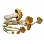 Köp McKennaii Mushroom i Sverige