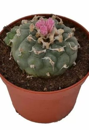 Köp Lophophora Decipiens Peyote i Sverige