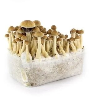 Köp Ecuadorian Mushroom Grow kit i Sverige