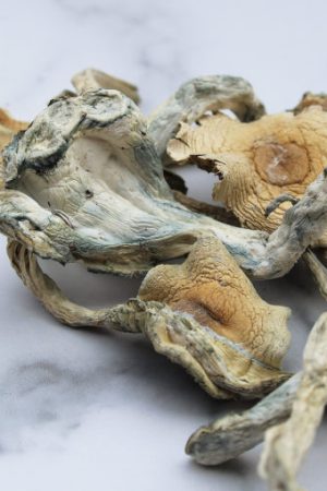 Köp Treasure Coast Mushroom i Sverige