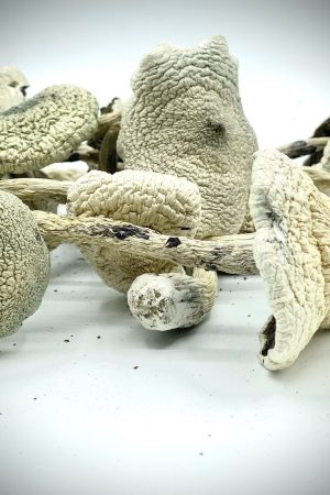 Köp White Teacher Mushroom i Sverige